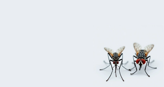 VENTA DE PRODUCTOS PARA CONTROL DE MOSCAS Y MOSQUITOS 3