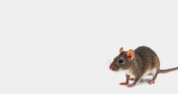 VENTA DE PRODUCTOS PARA CONTROL DE RATAS Y RATONES 2
