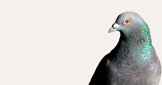VENTA DE PRODUCTOS AHUYENTAR PALOMAS Y AVES EN BOGOTA