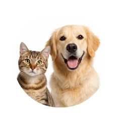 MASCOTAS